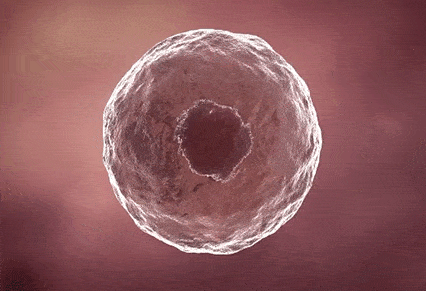stem cell therapy korea